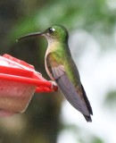 DSC_2523b.jpg