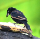 DSC_3632b.jpg