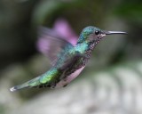 DSC_3713b.jpg