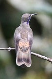 DSC_3775b.jpg