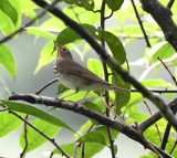 DSC_4644b.jpg