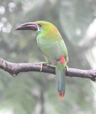 DSC_6240b.jpg