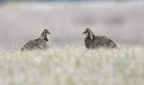 DSC_8059b.jpg
