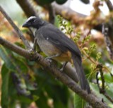 DSC_8275b.jpg
