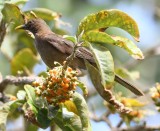 DSC_8301b.jpg