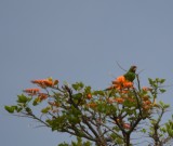 DSC_8358b.jpg