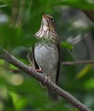DSC_8402b.jpg