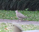 DSC_8406b.jpg