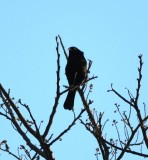 DSC_8474b.jpg
