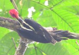 DSC_9520b.jpg
