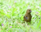 DSC_9615b.jpg