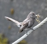 DSC_1020b.jpg