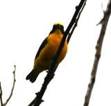 DSC_1553b.jpg