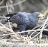 DSC_1988b.jpg