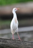 DSC_2139b.jpg