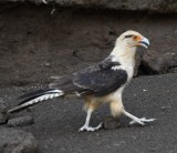 DSC_2150b.jpg