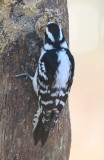 DSC_6207b.jpg