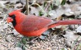 DSC_6248b.jpg