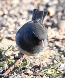 DSC_6256b.jpg