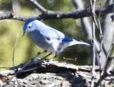 DSC_0497b.jpg