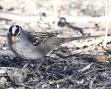 DSC_0634b.jpg