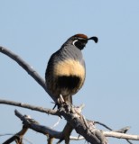 DSC_1066b.jpg