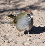 DSC_1105b.jpg