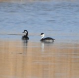 DSC_1113b.jpg