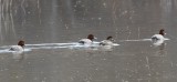 DSC_1179b.jpg