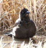 DSC_1647b.jpg