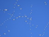DSC_1798b.jpg