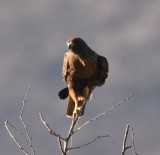 DSC_1883b.jpg