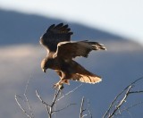 DSC_1888b.jpg