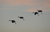 DSC_2149b.jpg