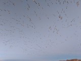 IMG_20181129_063459_1b.jpg