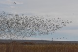 DSC_3550b.jpg