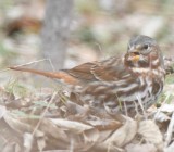 DSC_1348b.jpg