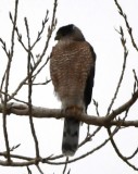 DSC_1493b.jpg