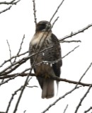 DSC_1819b.jpg