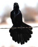 DSC_1900b.jpg