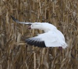 DSC_4359b.jpg