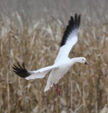 DSC_4369b.jpg