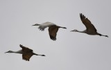 DSC_4450b.jpg