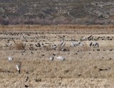 DSC_4595b.jpg