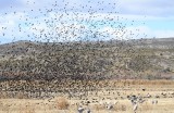 DSC_4606b.jpg