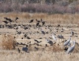 DSC_4631b.jpg