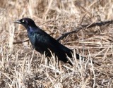 DSC_4680b.jpg