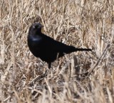 DSC_4730b.jpg