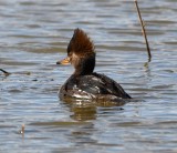 DSC_4832b.jpg