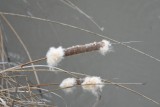 DSC_4895b.jpg